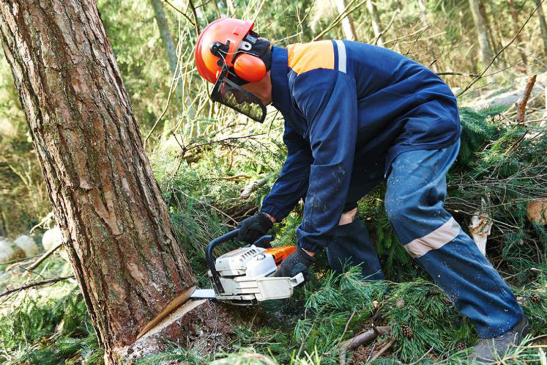 Tree Services Manhattan Discount Tree Removal, Tree Cutting