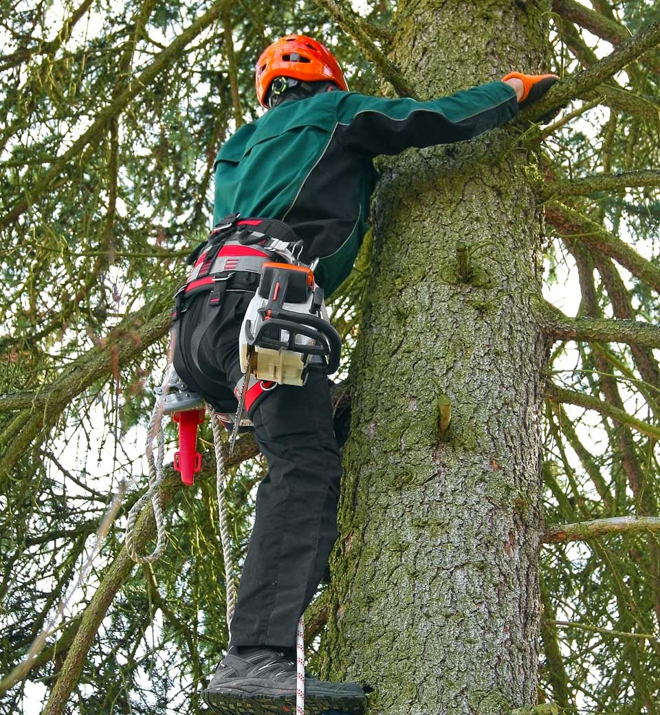 best-tree-branch-removal